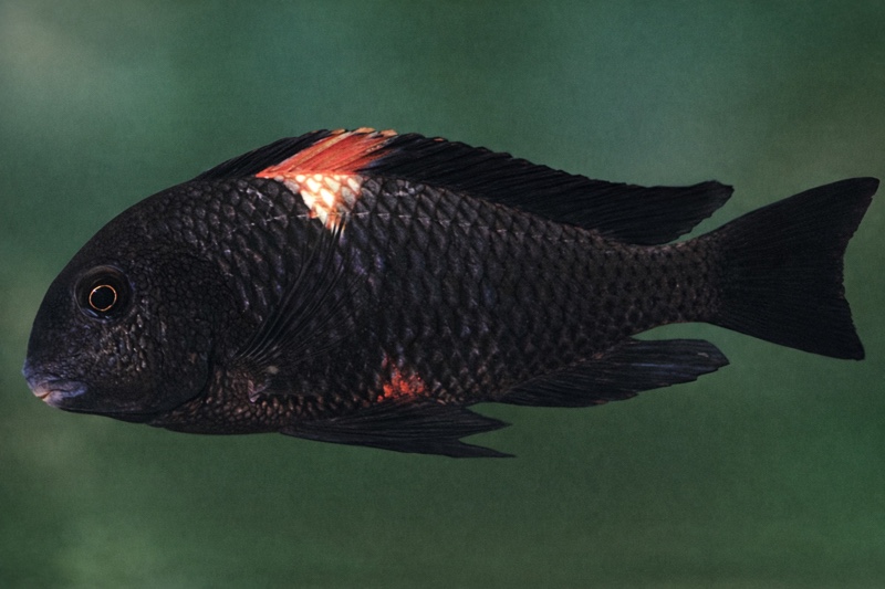 Tropheus sp. 'black' Gitaza (Red Brabant)